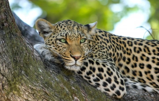 Sri Lanka Wildlife Safari
