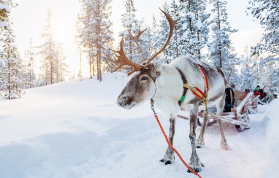 2 Nights In Lapland