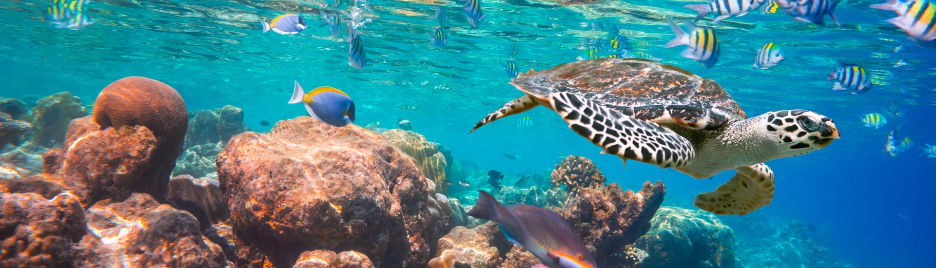 turtle-maldives