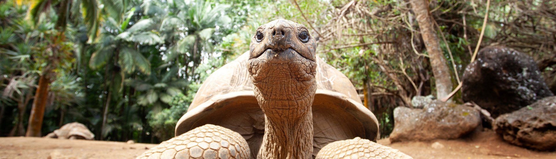 seychelles-aldabra