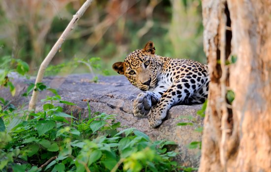 Sri Lanka Parks and Wildlife 