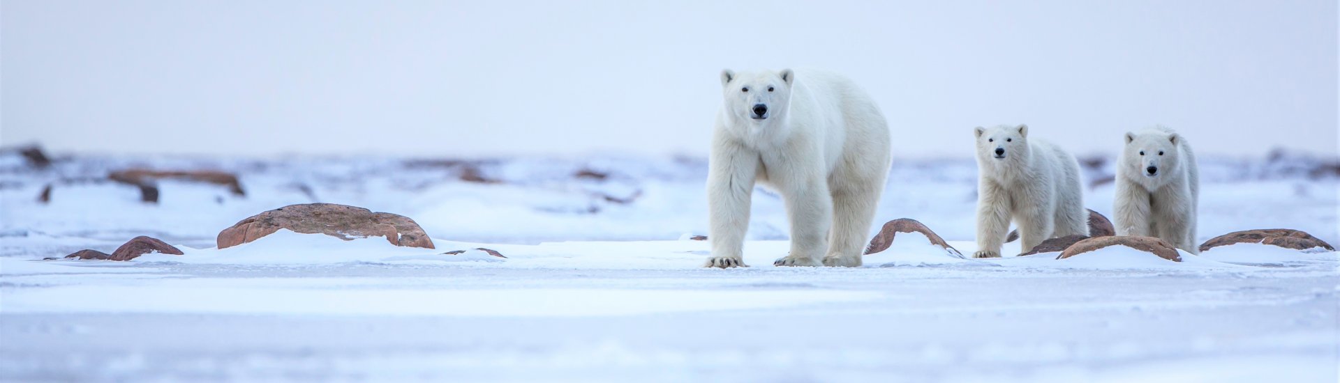 Churchill Polar Bear Holidays