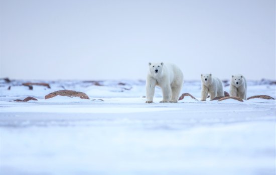 Churchill Polar Bear Holidays