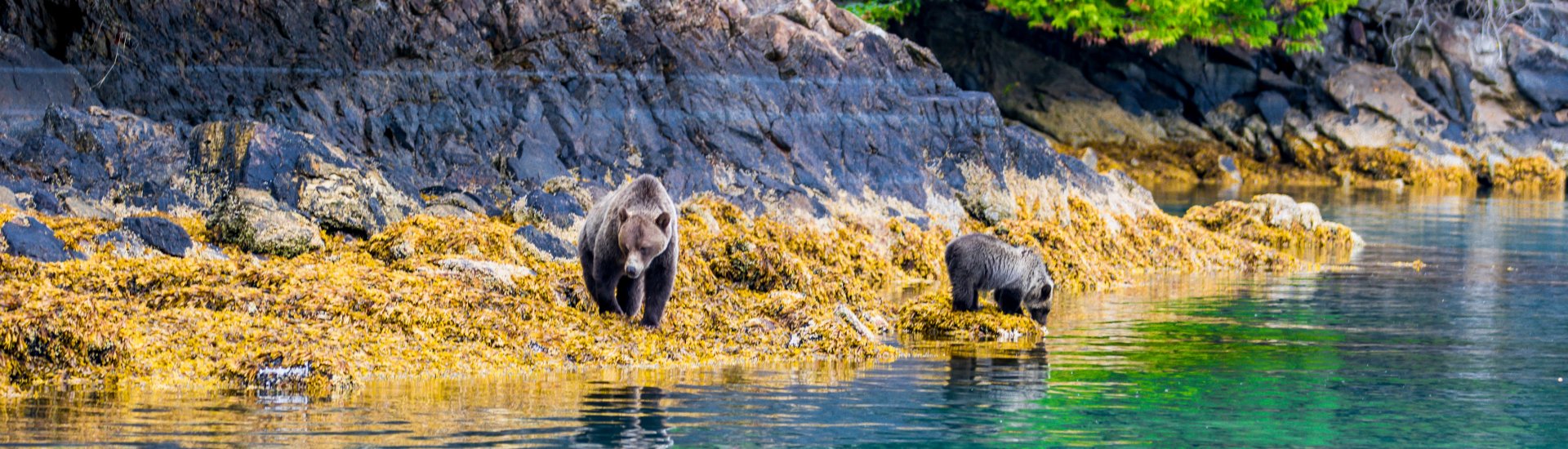 British Columbia Wildlife Holidays